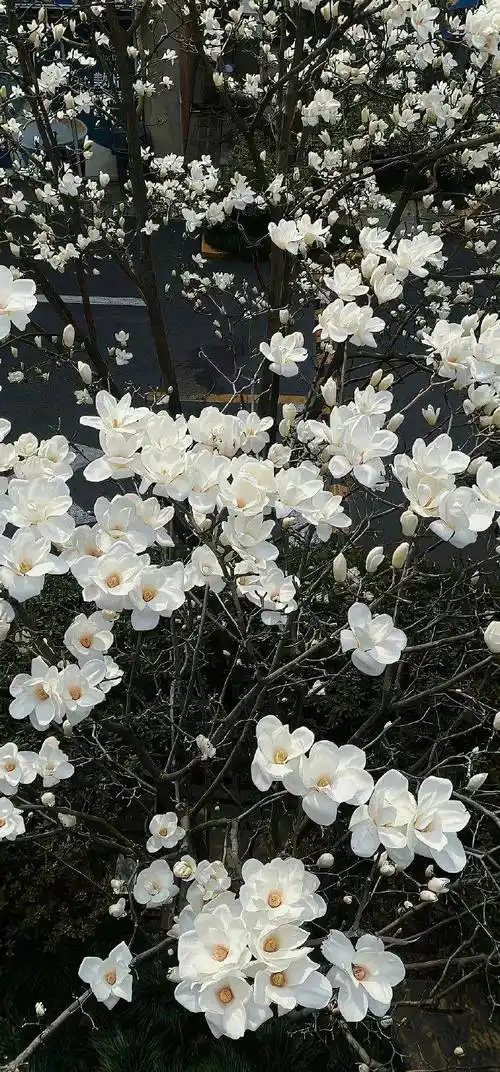 壁纸4k全面屏壁纸