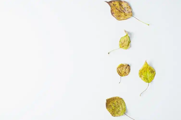 艺术感创意简约白色背景图片