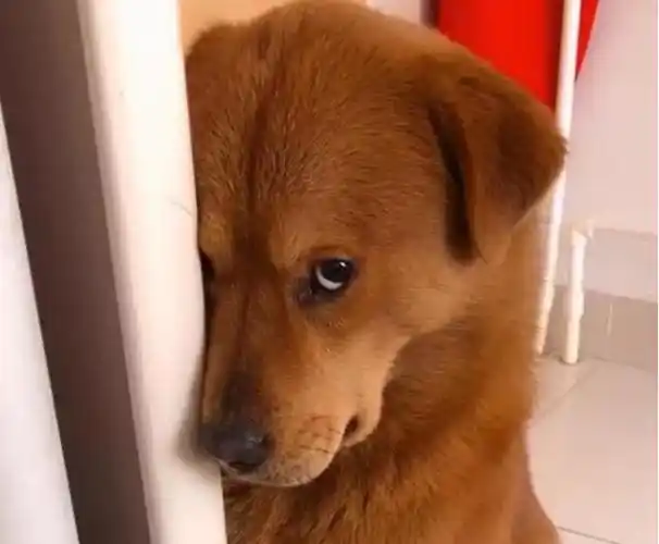 狗狗做错事会跟主人道歉,你收到了吗?