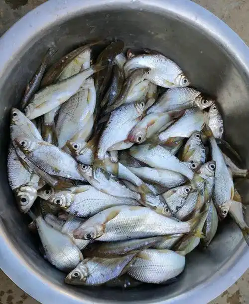 广东钓友河里钓获一群鳊鱼苗,是否放生--钓鱼网