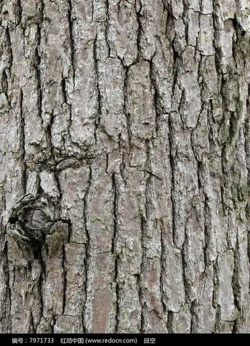 香樟树树皮