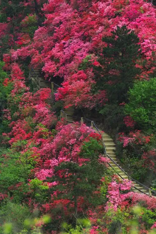岭上开遍映山红