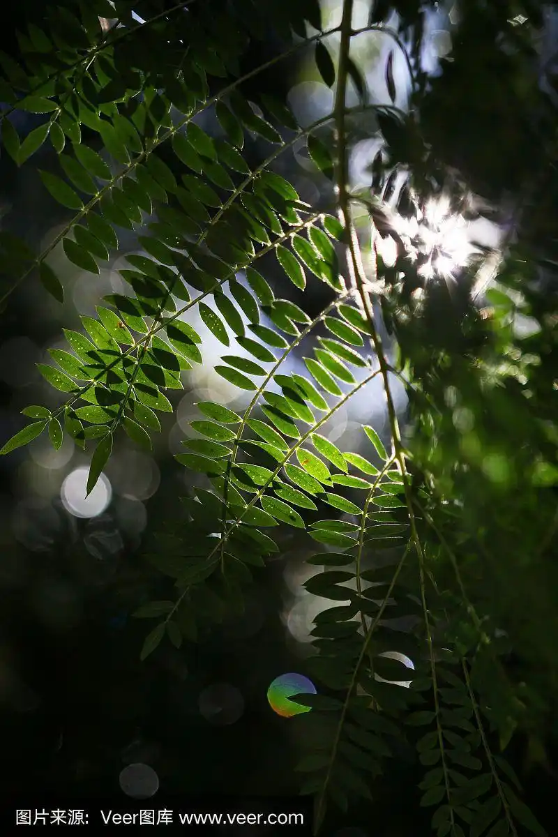 蓝花楹树的叶子