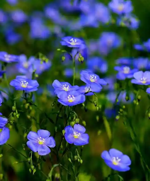 例如红梅花,水仙花,迎春花,报春花,瑞香,茶花,玉兰花,玉莲花,君子兰花