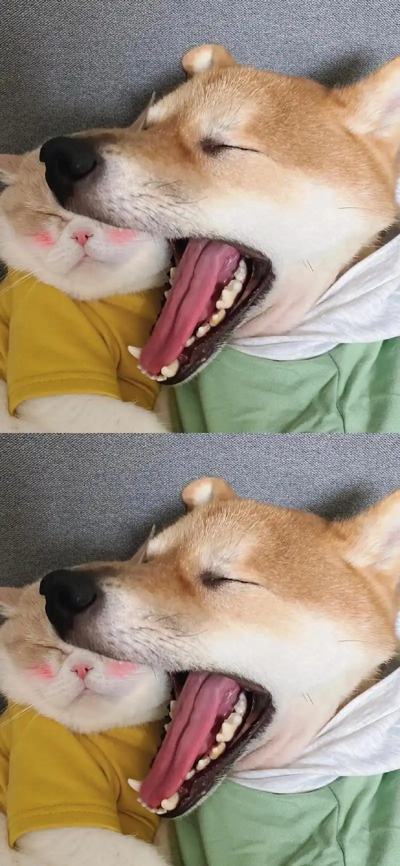 多彩壁纸748期|超可爱动物萌宠壁纸 高清壁纸无水印