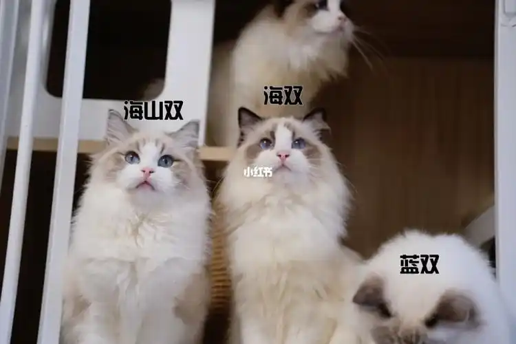 布偶猫的颜色分辨之海山双海双蓝双