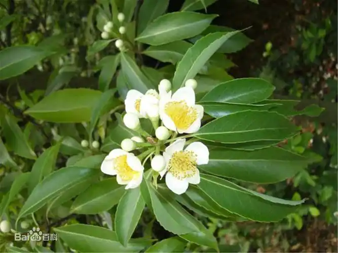 (上为荷木;下为朴树)树龄在300 30=330年的有生长在海螺峰的1株荷木