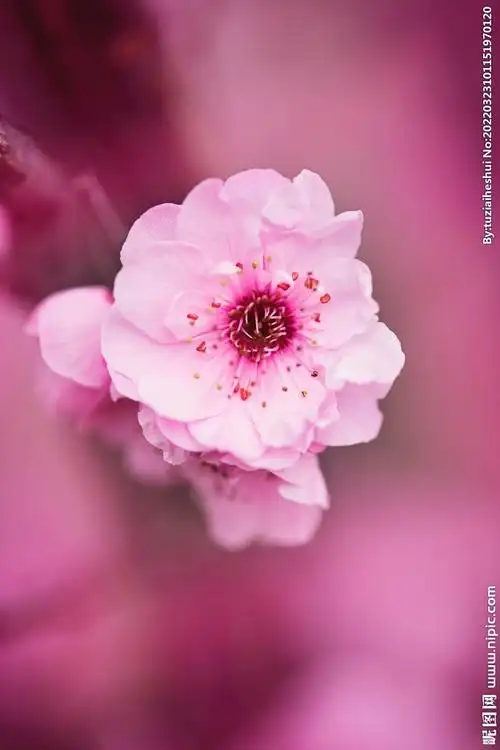 户外粉色花朵图片