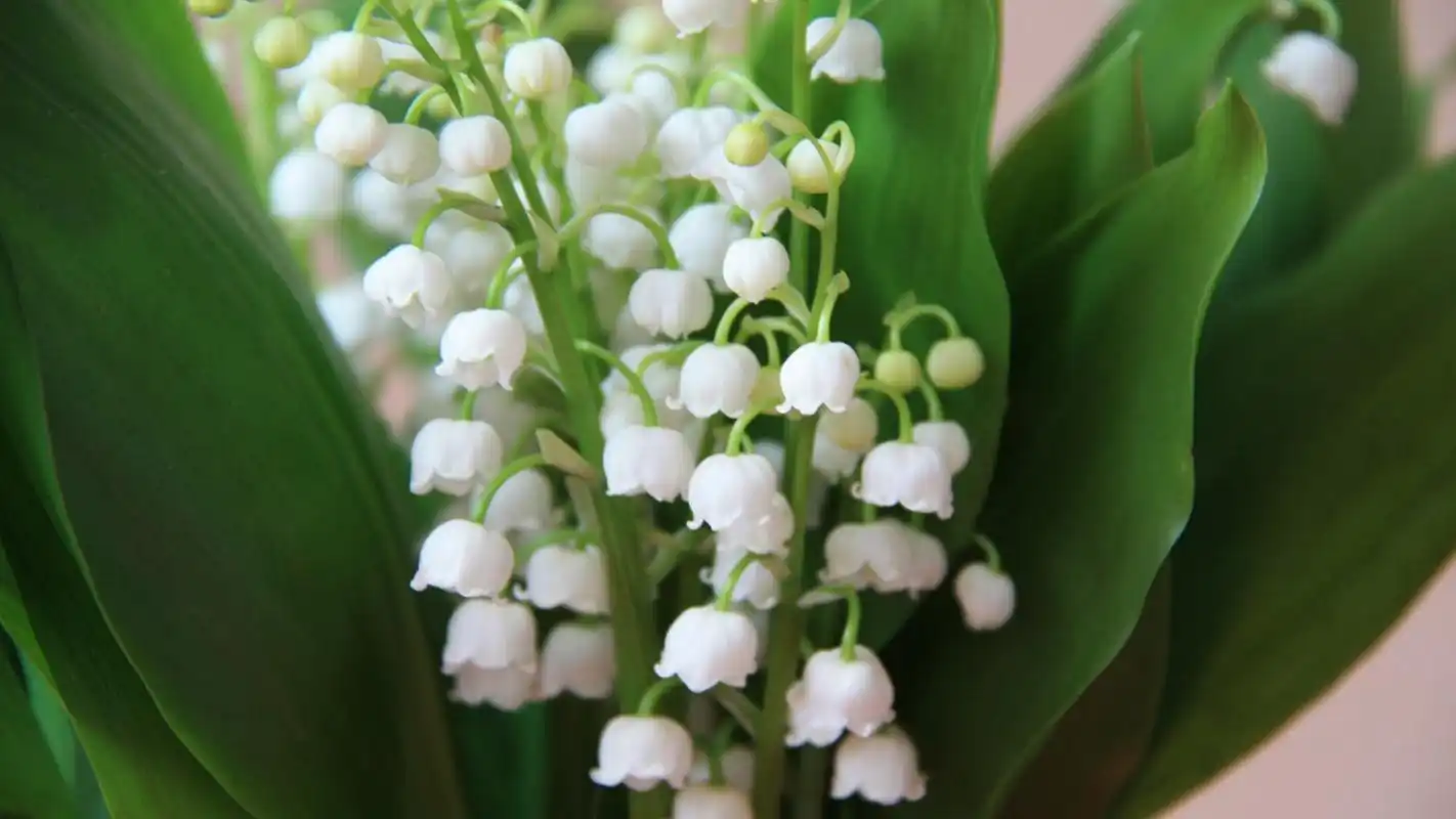 简约好看的小清新花卉图片桌面壁纸