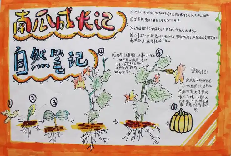 南瓜成长记小学组王欢