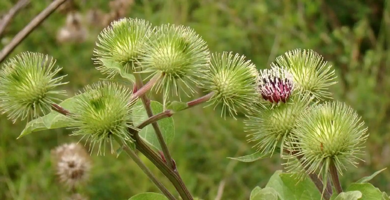 为菊科二年生草本植物牛蒡(学名:arctium lappa l.)的干燥成熟果实.
