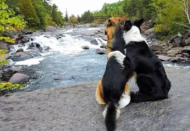 不再是单身狗加拿大两宠物狗亲密拥抱暖化人心