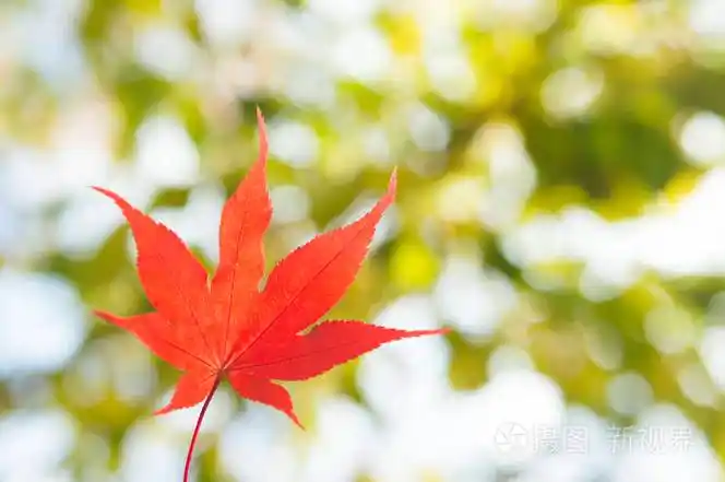 背景上有叶子的枫树照片-正版商用图片15teq0-摄图新视界