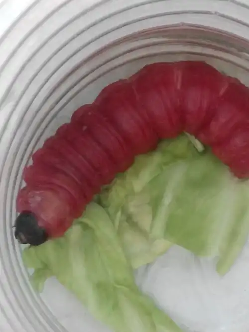 这是什么虫子?会变成什么?吃什么?