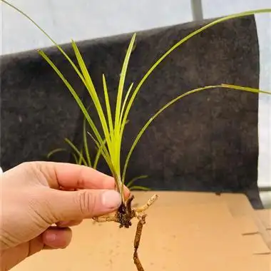 惠兰(6棵,变形草) - 中国兰花交易网