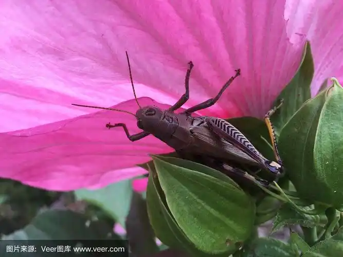 蚱蜢在粉红色的花的粉红色阴影