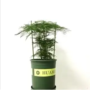 文竹支撑架花支架爬藤架子园艺盆栽花架藤月铁线莲植物攀爬藤架