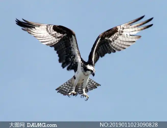 空中展翅伸出利爪的鹰摄影高清图片_大图网图片素材