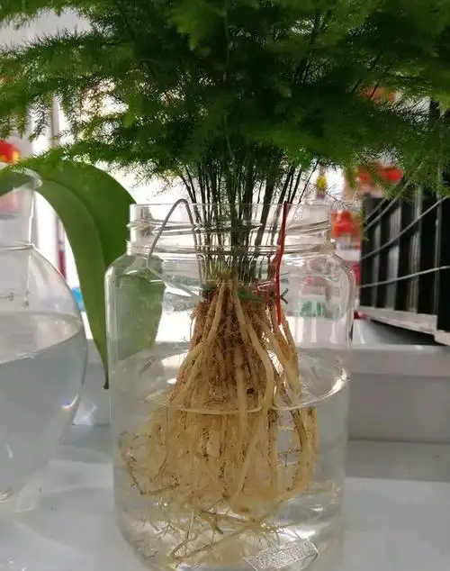 文竹能不能水培试试这个方法养好水培文竹也不是没有可能