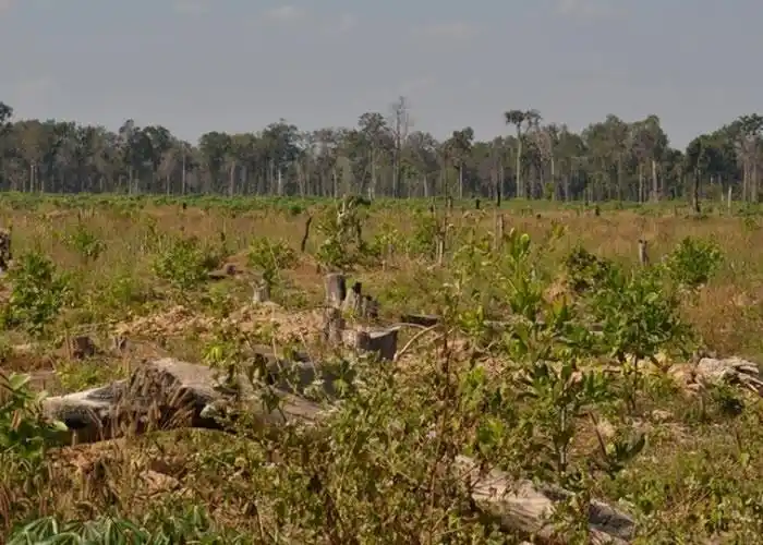 20年时间冒生命危险捍卫热带森林柬埔寨森林守护者获高曼环境奖