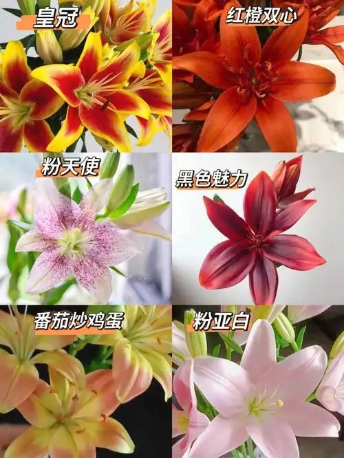 亚白百合是百合种类里的一大类,这类百合zui大特点就是无香味98皇冠