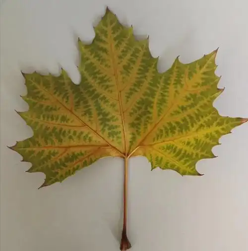 梧桐树叶像手掌