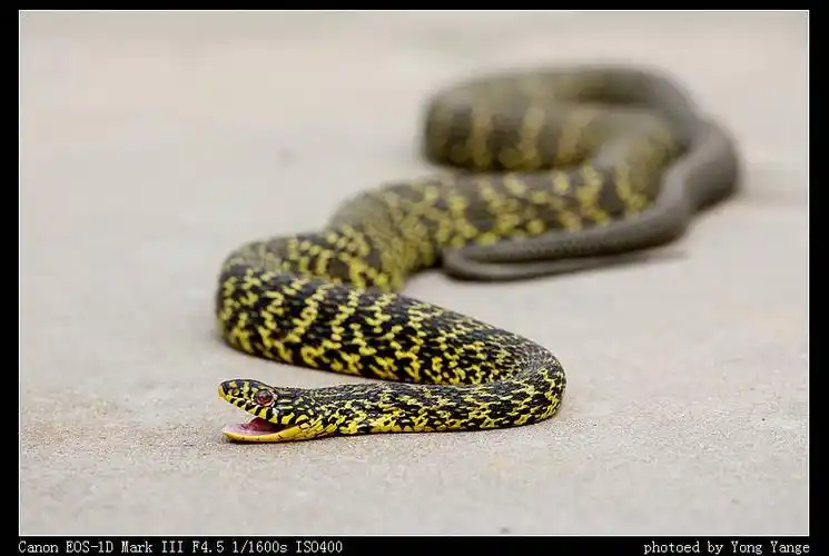 黑黄交叉的花蛇有毒吗?