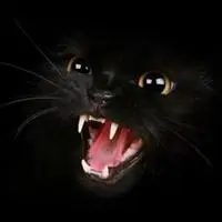 黑猫头像图片抖音_微信头像图片大全