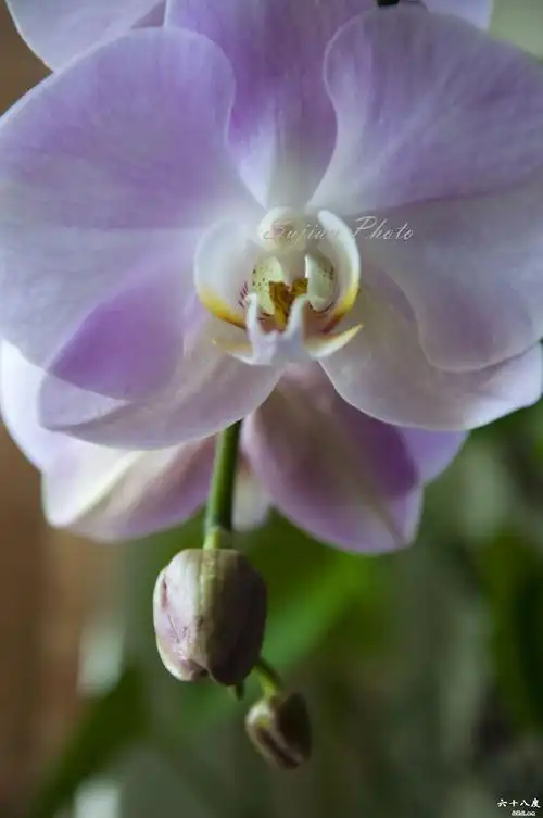 最喜花开 * 蝴蝶兰