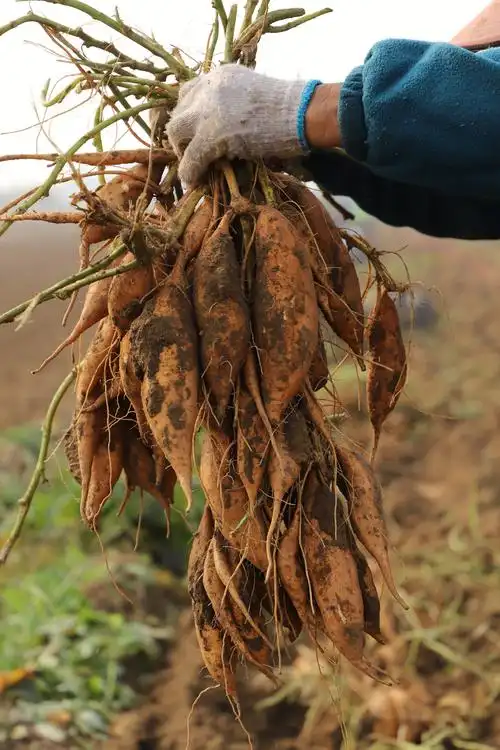 千亩红薯飘香季 正是大地丰收时