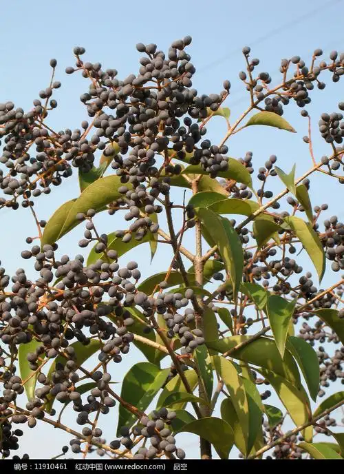 阳光下女贞树的果实