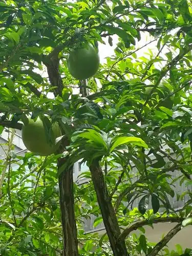 葫芦树,又称瓠瓜树,乔木,高5---18米.果实成熟时果壳坚硬,可作水瓢用.