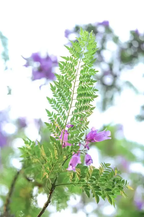北半球冻成狗南半球美成仙被蓝花楹刷屏3年了