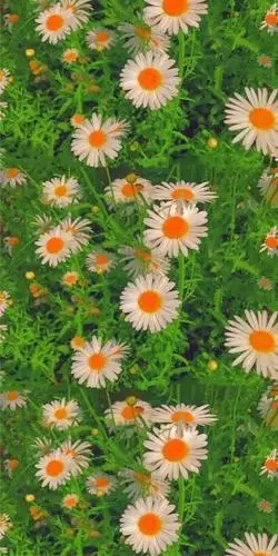 超清新小雏菊壁纸来啦