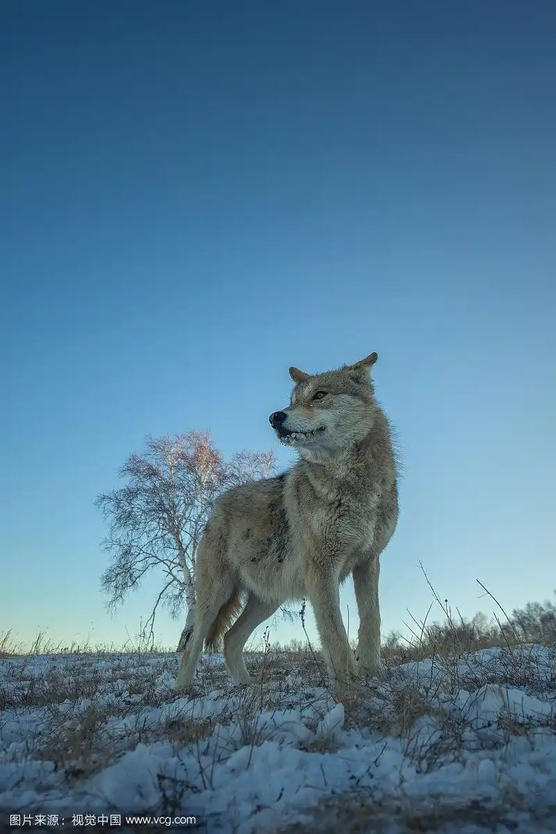 雪地上的一只狼