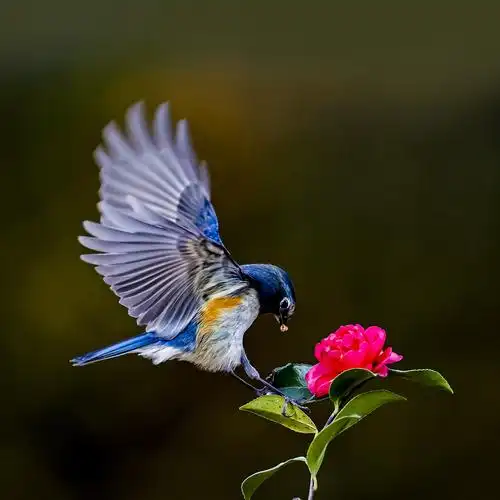 126《中国光影名人堂》花鸟-生态类摄影作品周刊