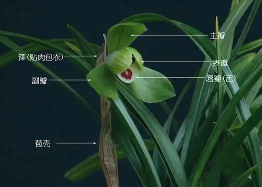 [图解] 兰花术语要点及鉴赏