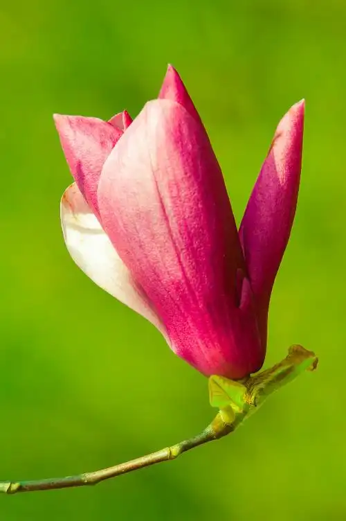 精选百花争艳齐绽放的花草图片大全分享