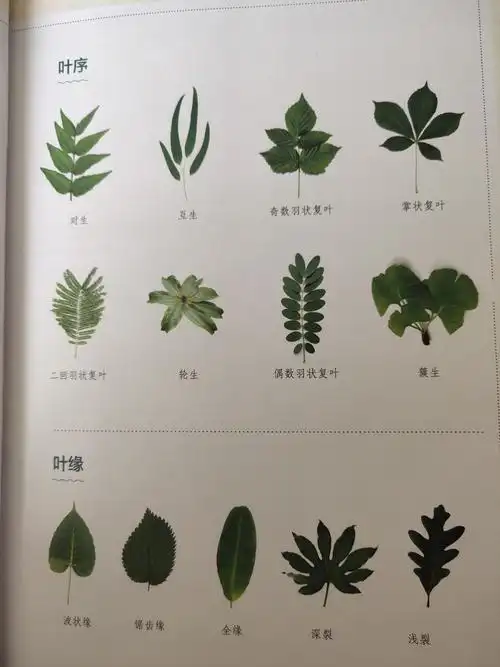 叶子的秘密之～树叶千千万