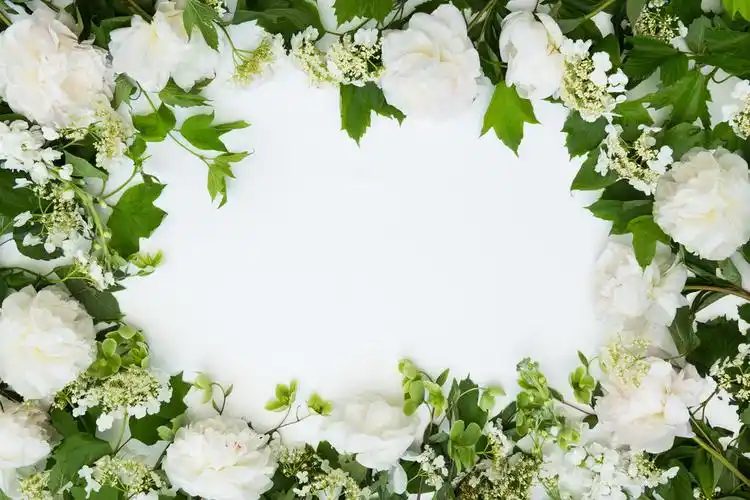 淡雅小清新简约花朵花卉春天鲜花图片