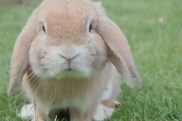 另外,对于兔子的训练并不是说需要它成为马戏团的表演者,而是为了让