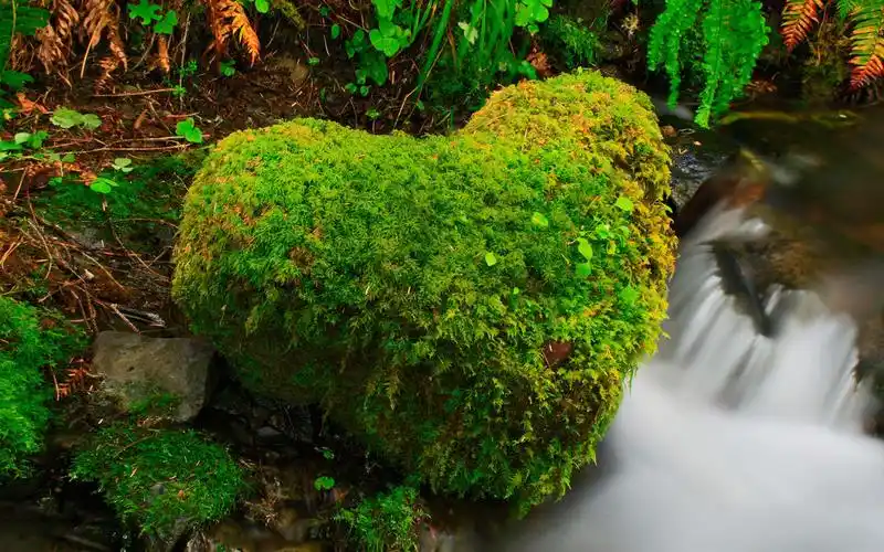 小溪上的爱心苔藓护眼桌面壁纸下载