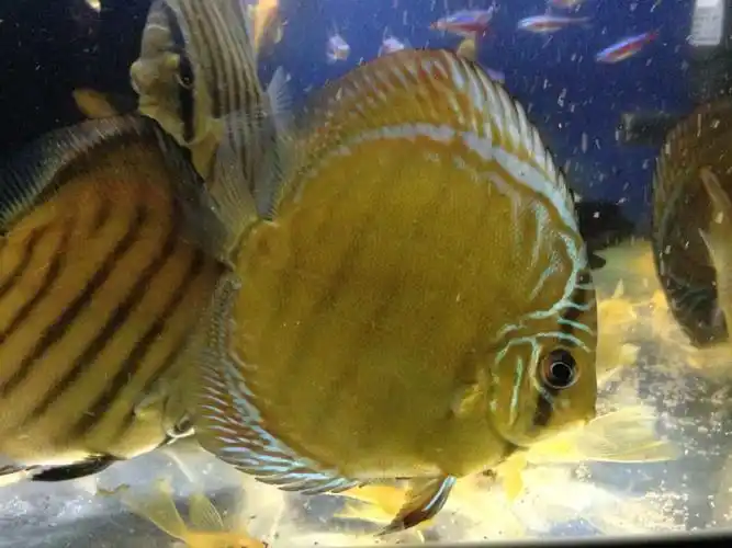 出七彩神仙阿莲卡 - 上海鱼友俱乐部 - cta南美水族