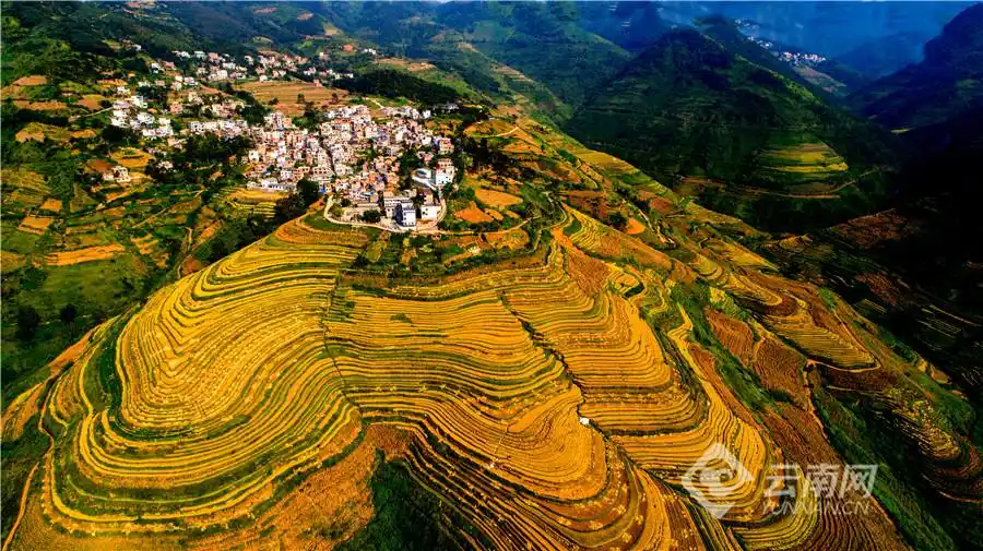 富宁那耶梯田:秋日稻田金色如画_云南网
