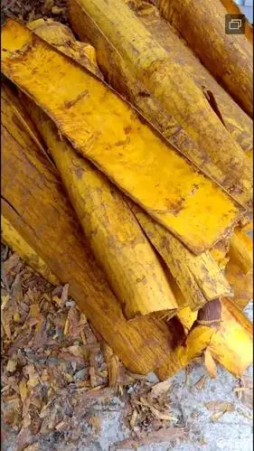 川黄柏 全黄精板