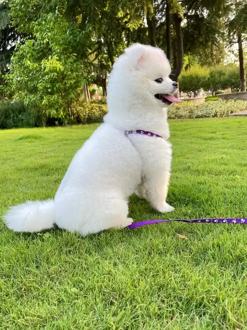 转让7个月大博美公子一只