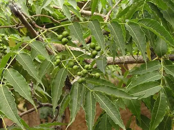 中医 中药大全 清热药 黄柏黄柏有广谱的抗菌作用,对各型痢疾杆菌的