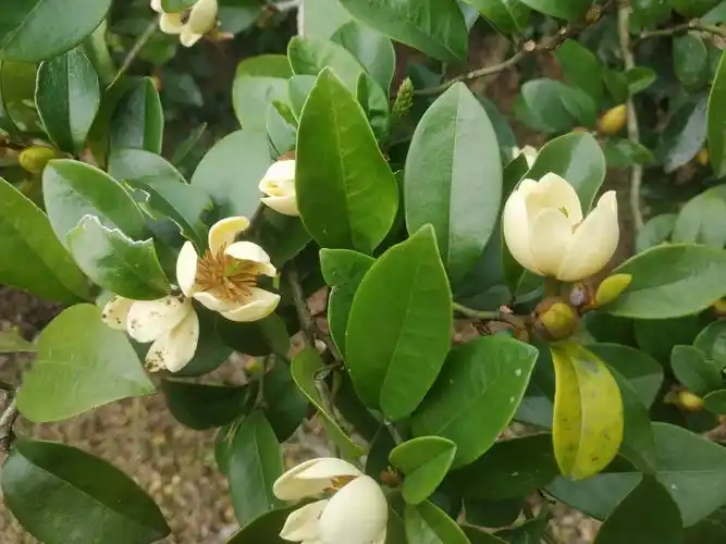 有大量乐昌含笑出售有紫色白色粉色都有价格实惠