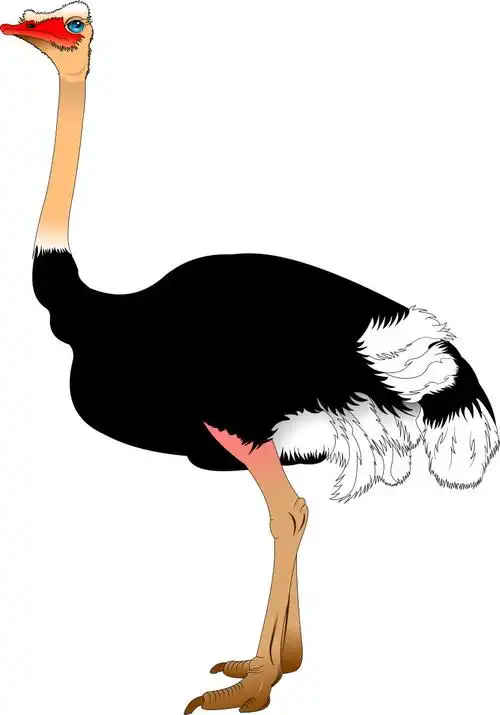 矢量创意卡通鸵鸟插图