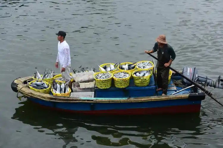 随着海南渔业陆续复工复产,每日清晨,大批满载而归的渔船返回琼海市潭